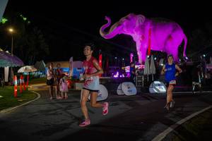 BIB: 
                            <button type="button" onclick="openModal(26552204)" class="btn btn-primary btn-sm float-right btn-popup" data-toggle="modal" data-target=".modal-high-quality">
                        <i class="fas fa-shopping-cart"></i> Add to Cart
                    </button>
                                            <button type="button" onclick="isThisMe(26552204, true)" class="btn btn-success btn-sm float-right btn-popup btn-isme hidden" data-toggle="tooltip" data-placement="bottom" title="นี่คือรูปของคุณใช่ไหม คลิกที่นี่เพื่อเอาเข้าอัลบั้ม">
                        <i class="fas fa-plus"></i> Add to album
                    </button>
                    <button type="button" onclick="isThisMe(26552204, false)" class="btn btn-warning btn-sm float-right btn-popup btn-isnotme hidden">
                        <i class="fas fa-ban"></i> Remove from album
                    </button>